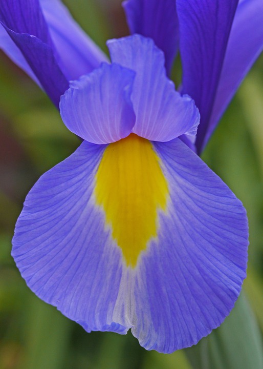 Detail Bunga Iris Biru Nomer 50