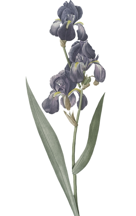 Detail Bunga Iris Biru Nomer 54