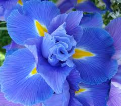 Detail Bunga Iris Biru Nomer 57