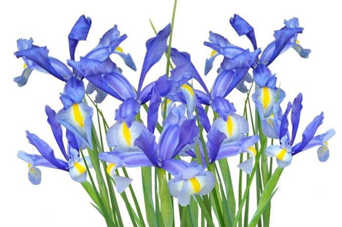 Detail Bunga Iris Biru Nomer 7