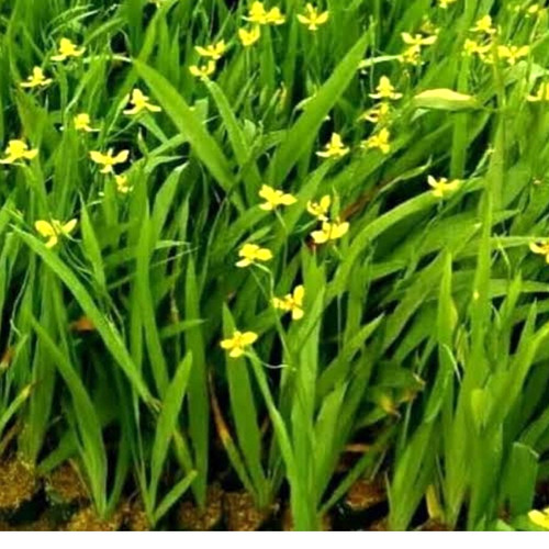 Detail Bunga Iris Kuning Nomer 2