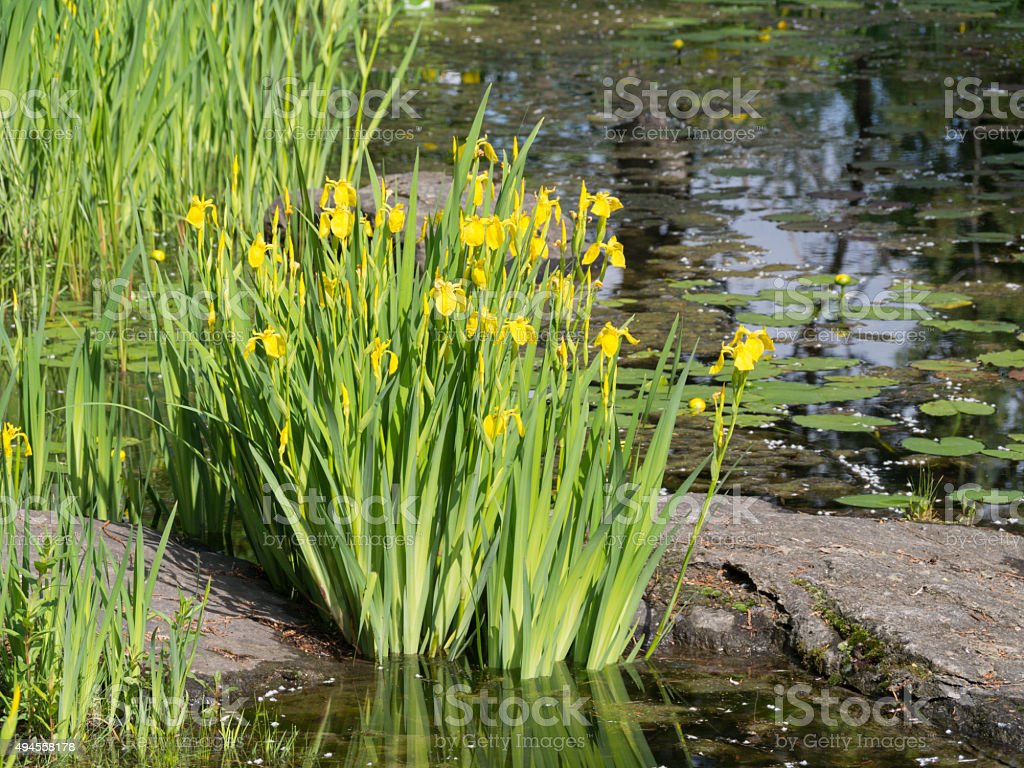 Detail Bunga Iris Kuning Nomer 13