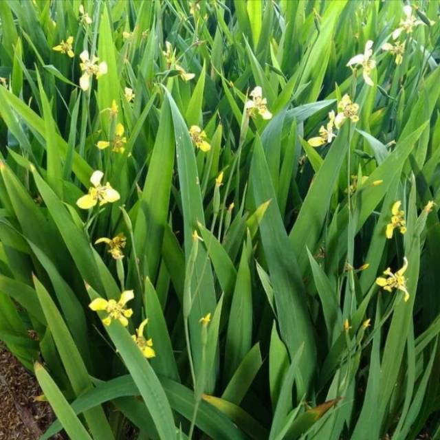 Detail Bunga Iris Kuning Nomer 14
