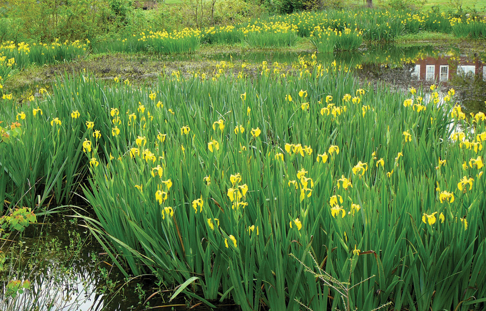 Detail Bunga Iris Kuning Nomer 15