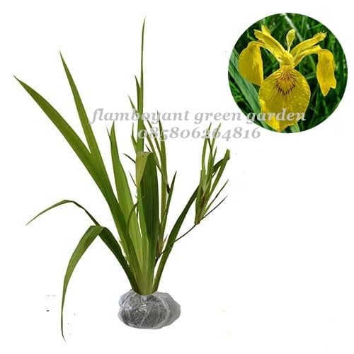 Detail Bunga Iris Kuning Nomer 16