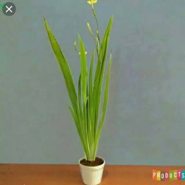 Detail Bunga Iris Kuning Nomer 18