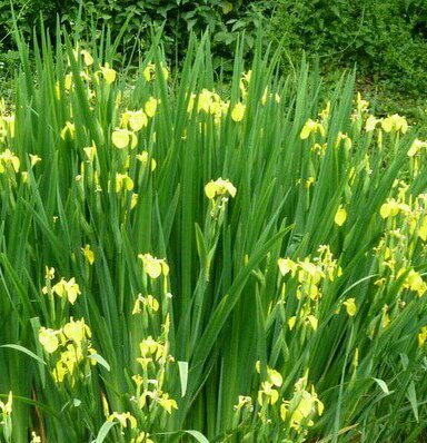 Detail Bunga Iris Kuning Nomer 20