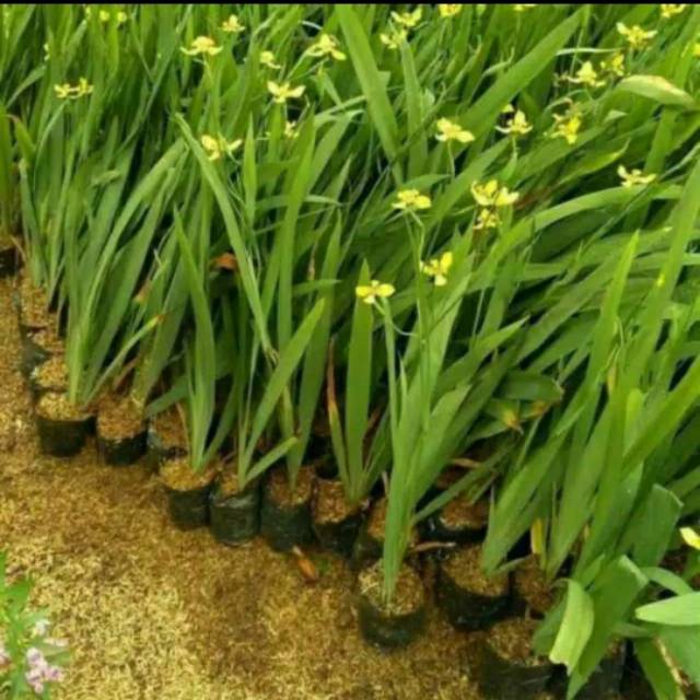 Detail Bunga Iris Kuning Nomer 3