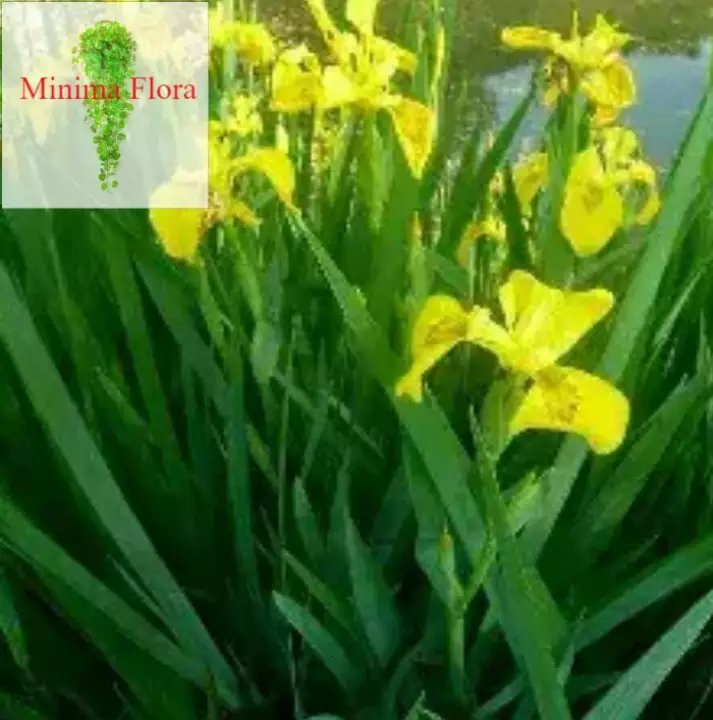 Detail Bunga Iris Kuning Nomer 21