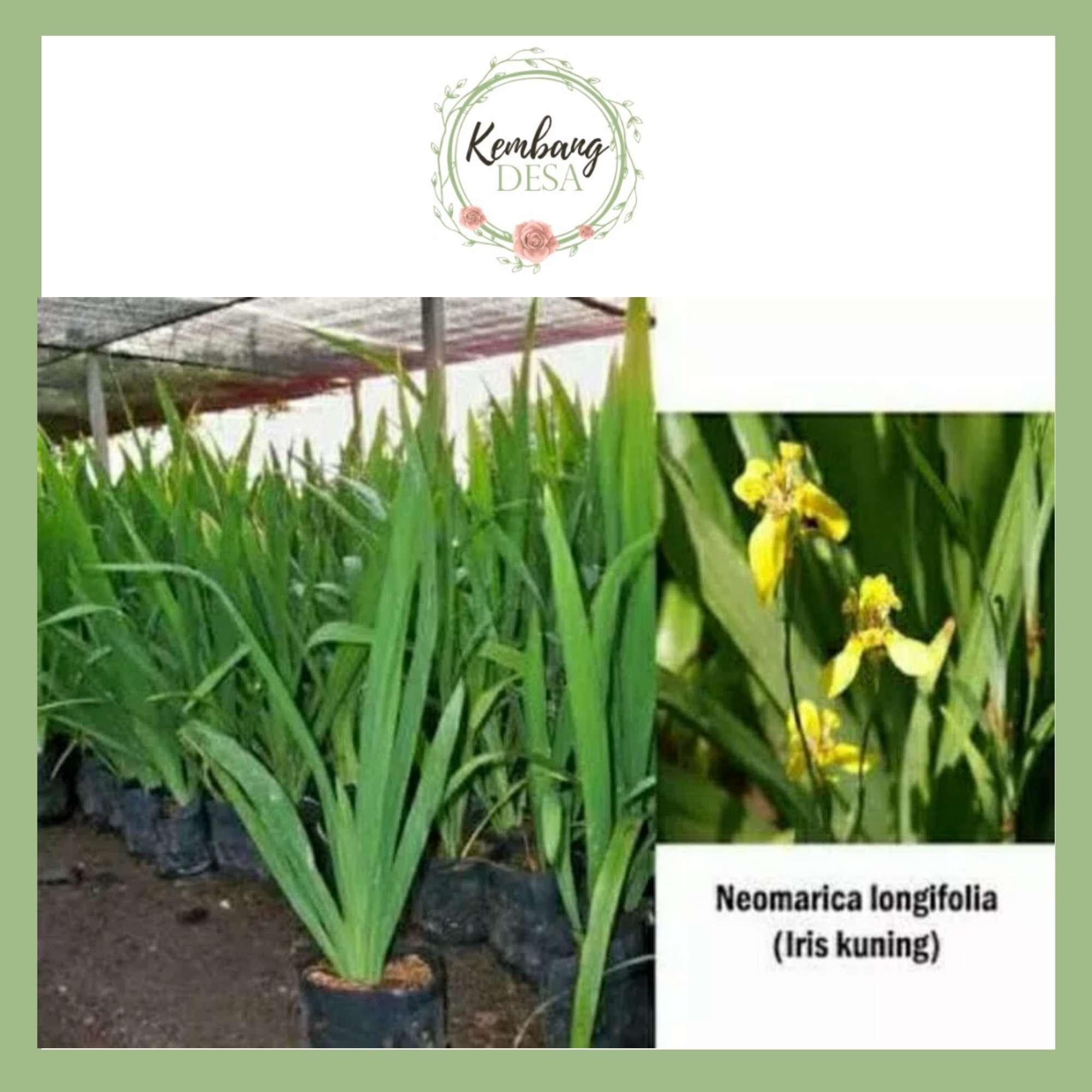 Detail Bunga Iris Kuning Nomer 22