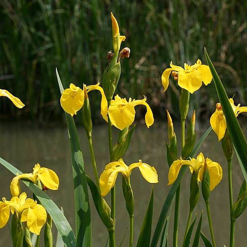 Detail Bunga Iris Kuning Nomer 23