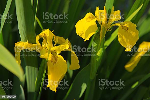 Detail Bunga Iris Kuning Nomer 24