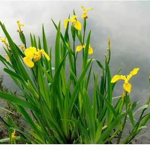 Detail Bunga Iris Kuning Nomer 25