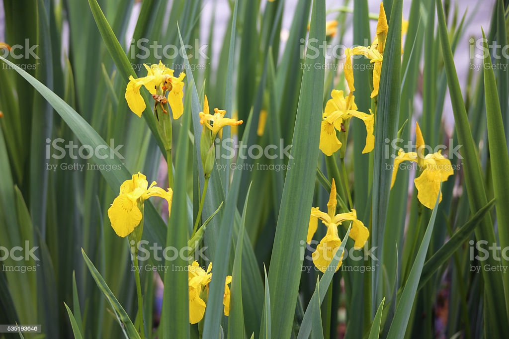 Detail Bunga Iris Kuning Nomer 26