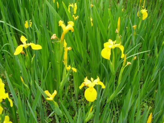 Detail Bunga Iris Kuning Nomer 27