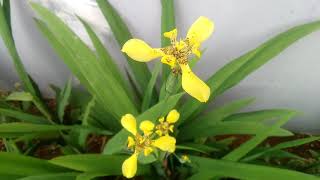 Detail Bunga Iris Kuning Nomer 28