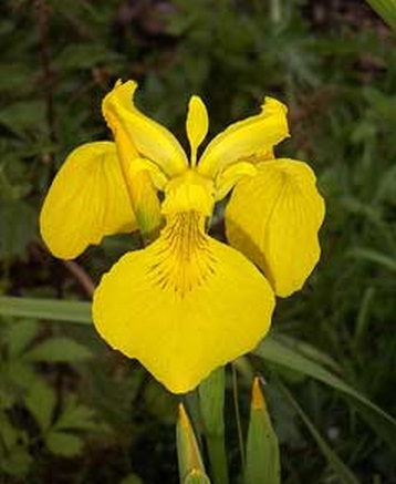 Detail Bunga Iris Kuning Nomer 4