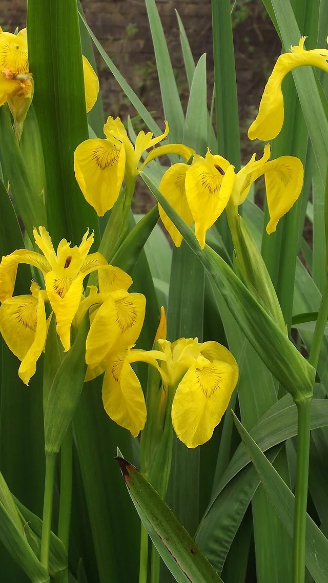 Detail Bunga Iris Kuning Nomer 30