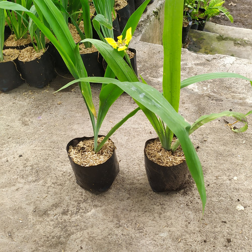 Detail Bunga Iris Kuning Nomer 32