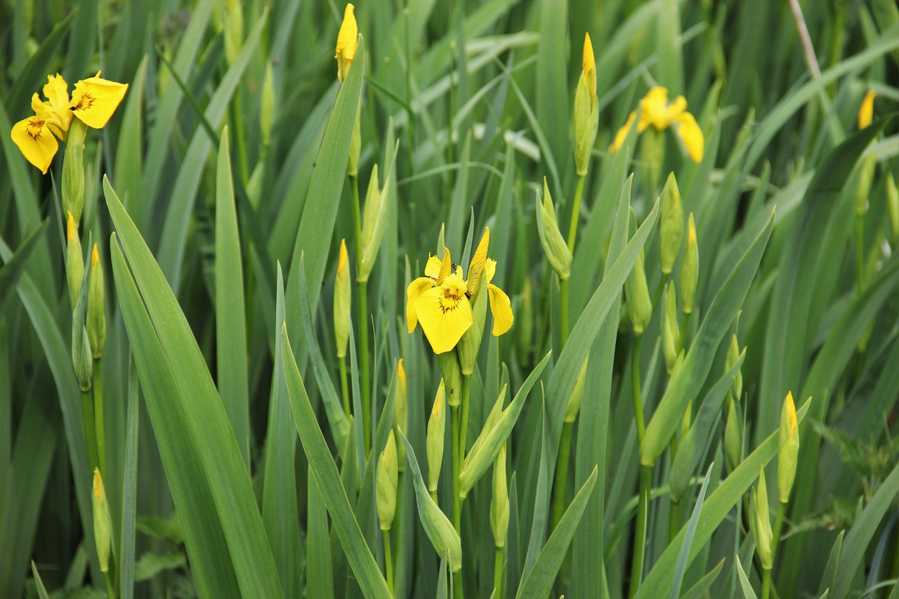 Detail Bunga Iris Kuning Nomer 33