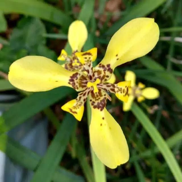 Detail Bunga Iris Kuning Nomer 34