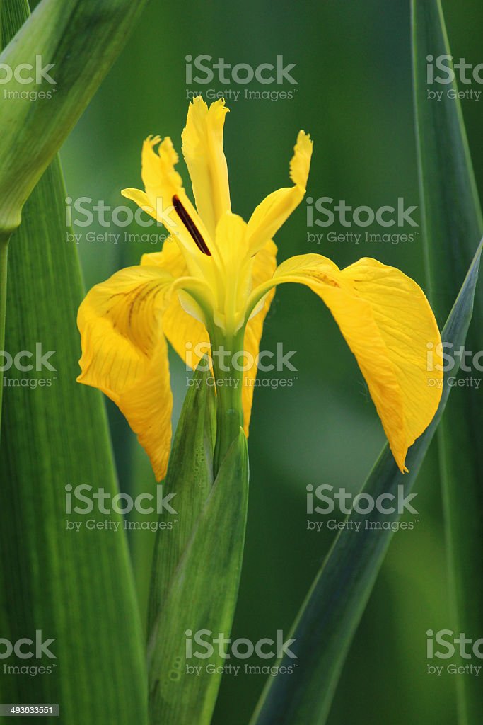 Detail Bunga Iris Kuning Nomer 38