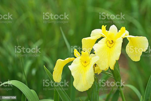 Detail Bunga Iris Kuning Nomer 40