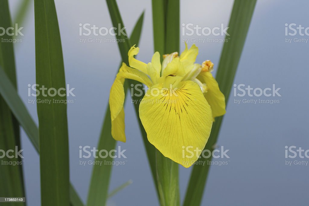 Detail Bunga Iris Kuning Nomer 41