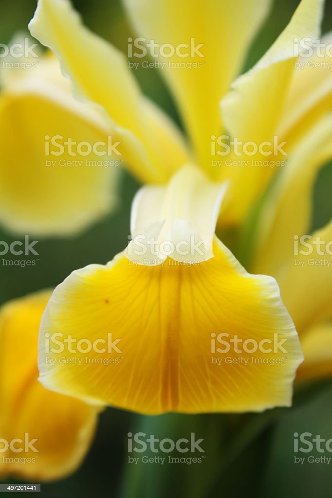 Detail Bunga Iris Kuning Nomer 42