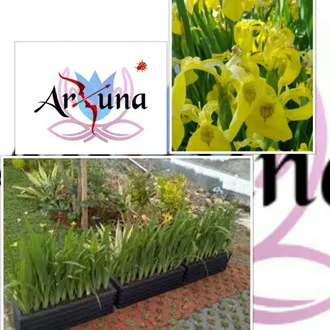 Detail Bunga Iris Kuning Nomer 43