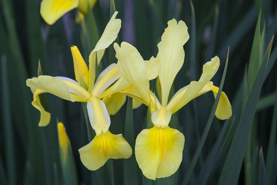 Detail Bunga Iris Kuning Nomer 45
