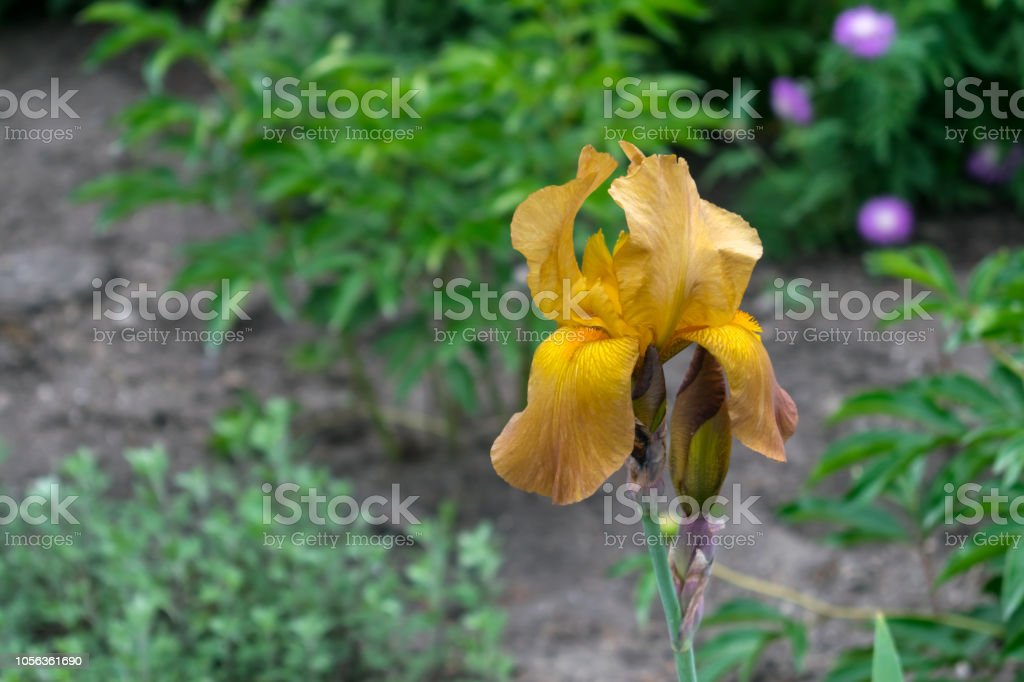 Detail Bunga Iris Kuning Nomer 46