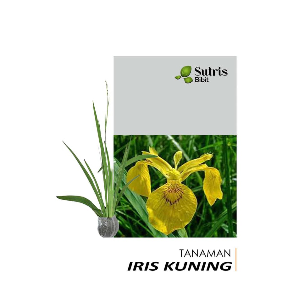 Detail Bunga Iris Kuning Nomer 48