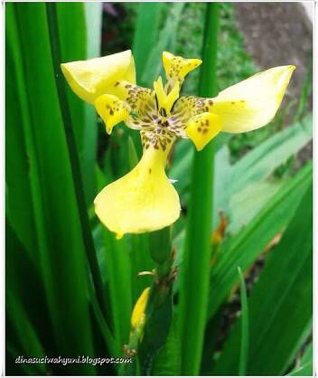 Detail Bunga Iris Kuning Nomer 6