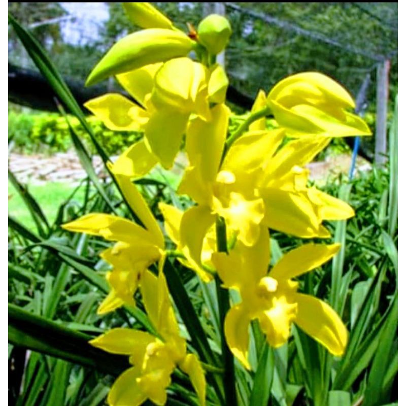 Detail Bunga Iris Kuning Nomer 52