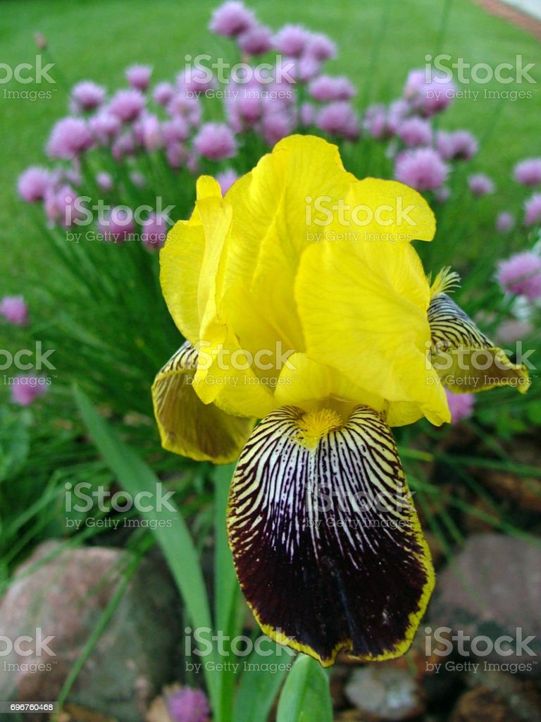 Detail Bunga Iris Kuning Nomer 53