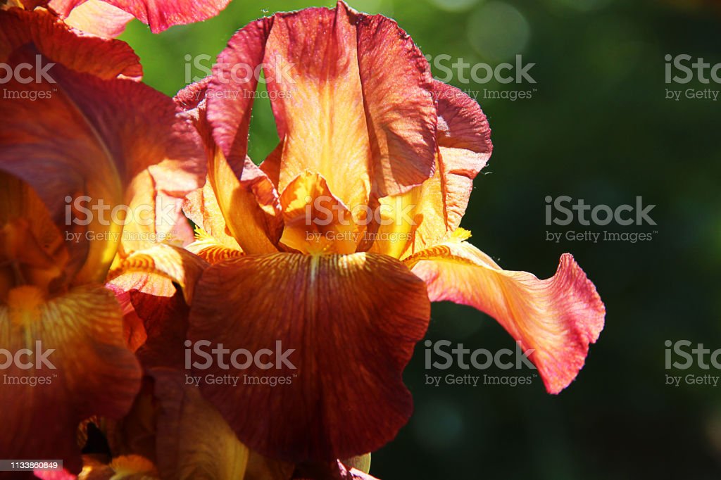 Detail Bunga Iris Kuning Nomer 54
