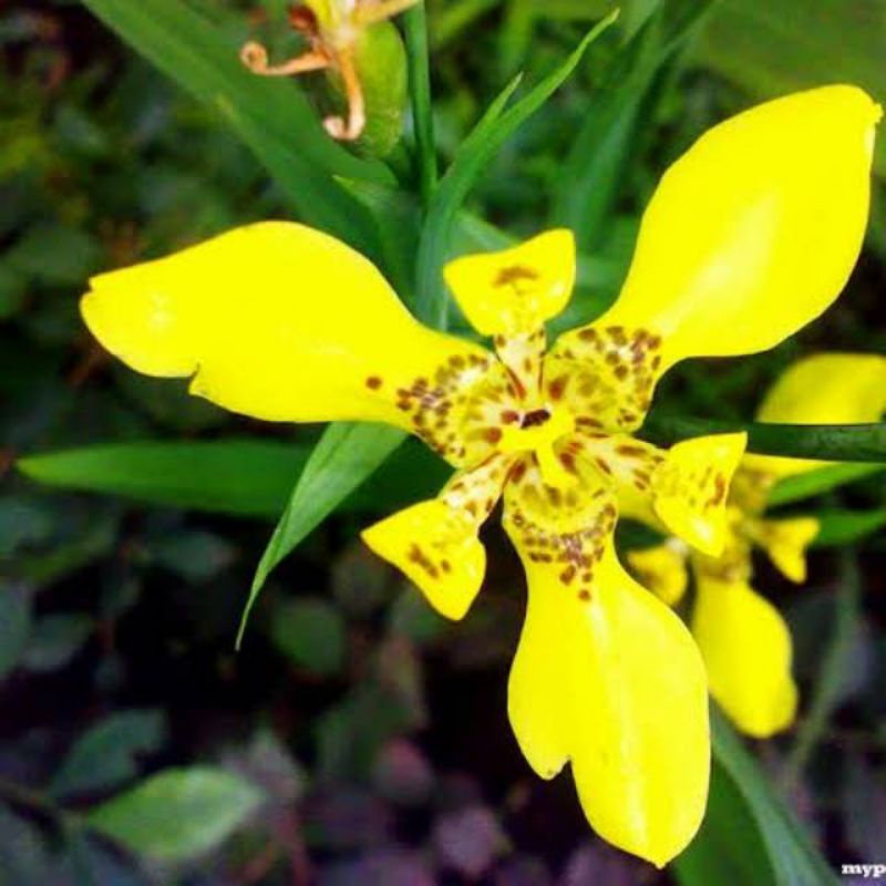 Detail Bunga Iris Kuning Nomer 56