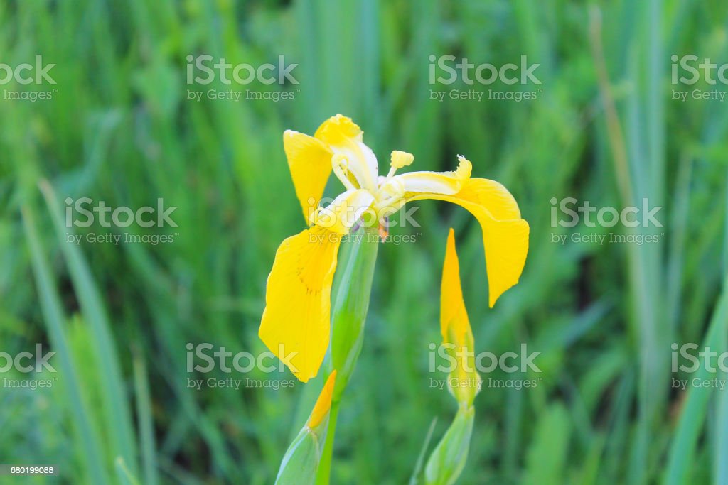 Detail Bunga Iris Kuning Nomer 57
