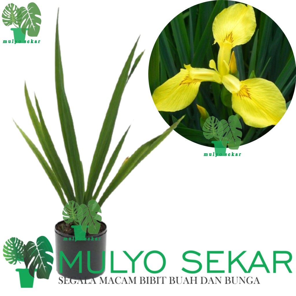 Detail Bunga Iris Kuning Nomer 58