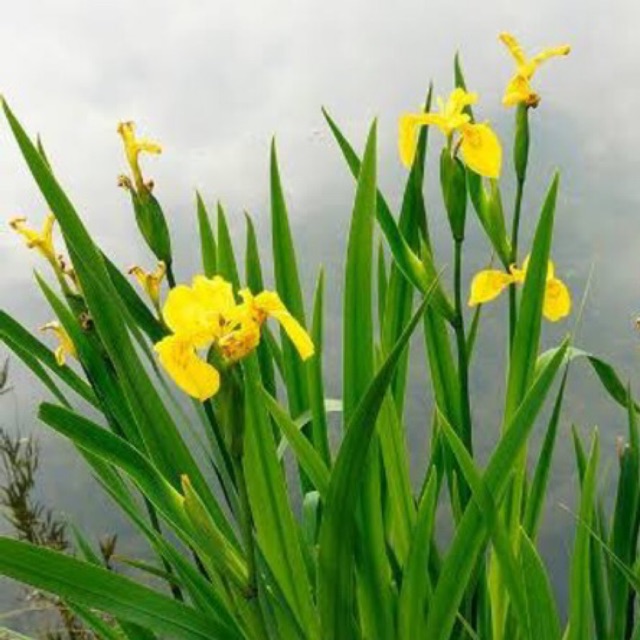 Detail Bunga Iris Kuning Nomer 7