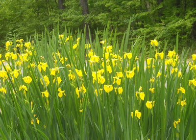 Detail Bunga Iris Kuning Nomer 8