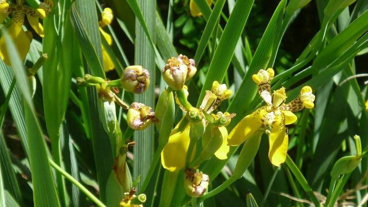 Detail Bunga Iris Kuning Nomer 10