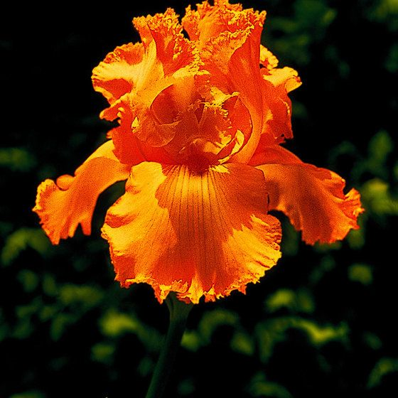 Detail Bunga Iris Merah Nomer 3