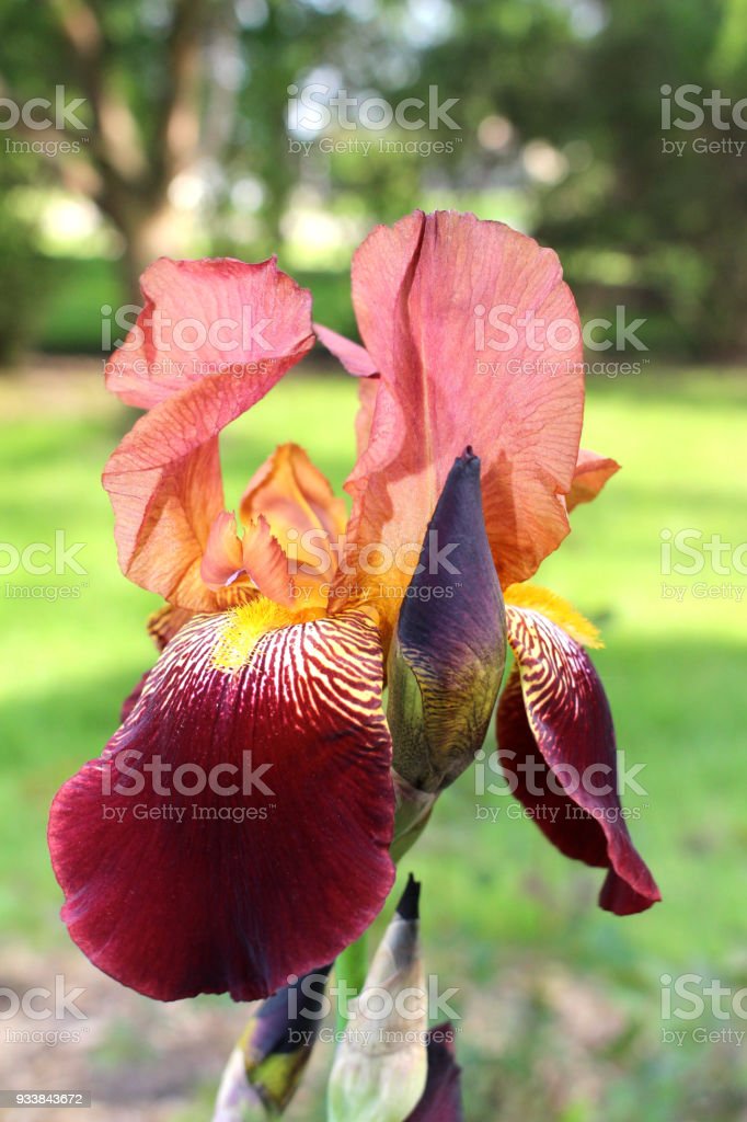 Detail Bunga Iris Merah Nomer 4