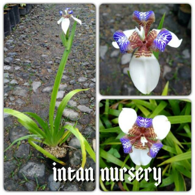 Bunga Iris Putih - KibrisPDR