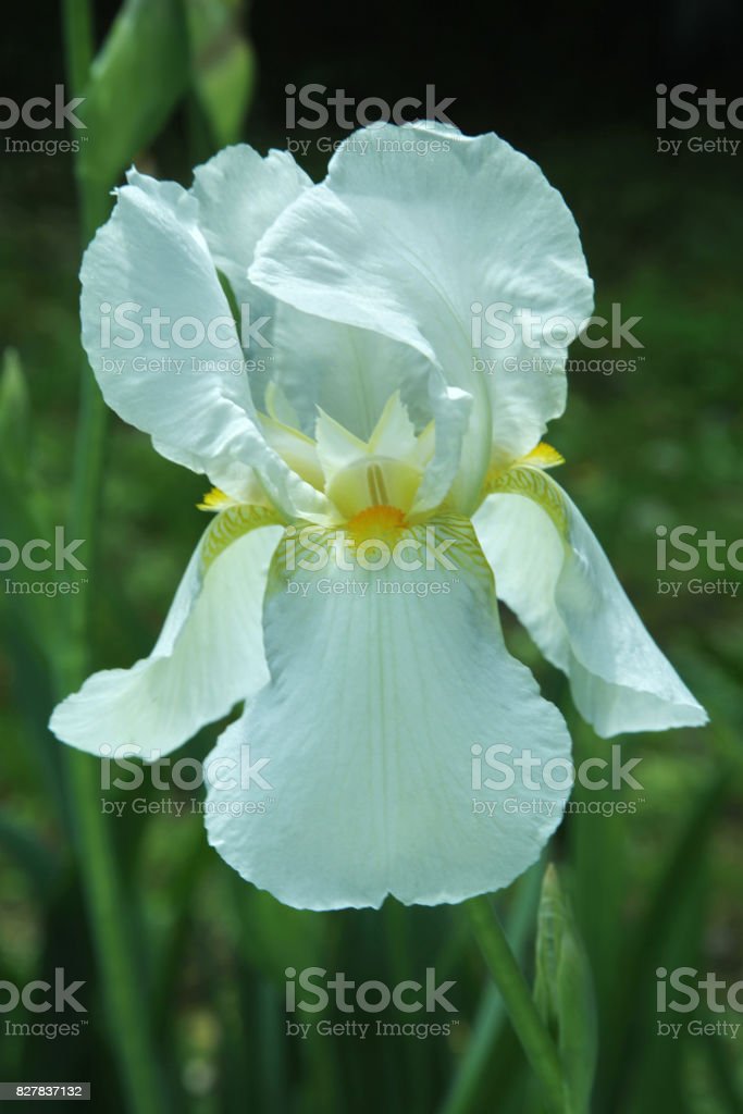 Detail Bunga Iris Putih Nomer 11