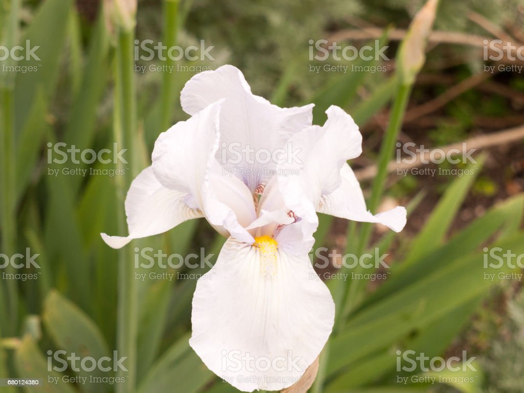 Detail Bunga Iris Putih Nomer 12