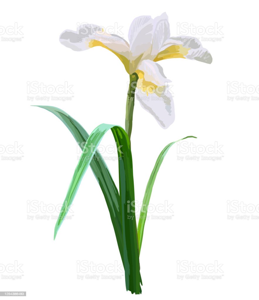 Detail Bunga Iris Putih Nomer 14