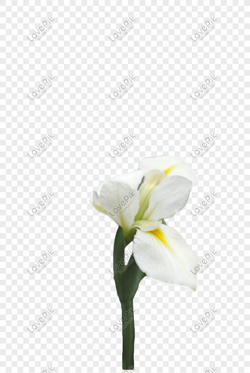 Detail Bunga Iris Putih Nomer 15